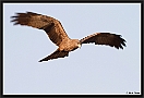 Zwarte Wouw. Black Kite, Milvus migrans Location: Kololi, the Gambia zwarte wouw MG 1348 kopie
